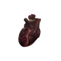 Wellcome Badge, Anatomical Heart
