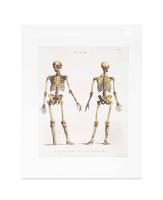 Wellcome Print, 'Human Skeleton (Front and Back)'