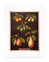 Wellcome Print, 'A Collection of Pears'