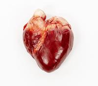 Hand-Crafted Chocolate Human Heart (Milk)