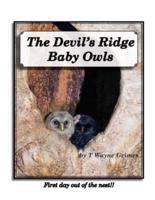 The Devil's Ridge Baby Owls