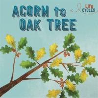 Acorn to Oak Tree